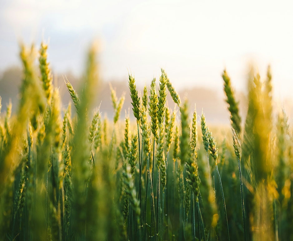 Sustainable supply chains